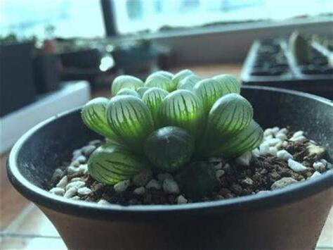 玉露 澆水